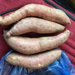 大量收够济薯系列地瓜