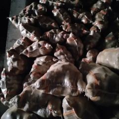 丽薯6号和红土豆自种直销，保证质量