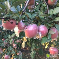 大量供应潍坊红富士苹果