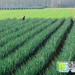 新野大葱大量上市了有需要的联系，天阴出货快，农户卖货积极