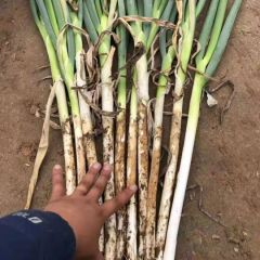 优质大葱，价格便宜