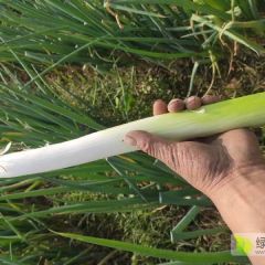 柏乡县耿家庄长白大葱