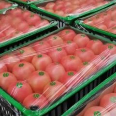 辽宁辽阳县硬粉西红柿品质优良