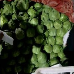 河北邯郸永年优质甘蓝 专供江浙市场