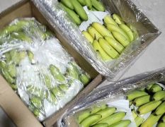 一手货源批发地，供应广西 云南香蕉