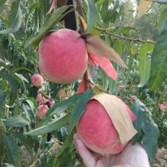 河北邢台映霜红蜜桃