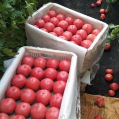 温室硬粉西红柿供应量，日复一日的在增长！