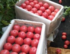 温室硬粉西红柿供应量，日复一日的在增长！