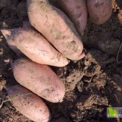 龙暑九红暑精品货