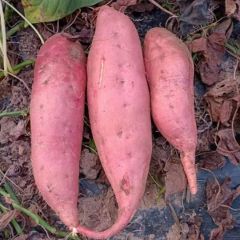 精品烟薯25、大量供应中