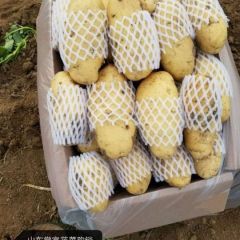 冷库精品土豆，水洗土豆