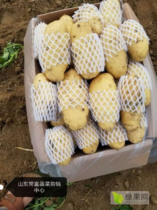 2019年山东肥城荷兰十五价格