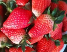 济南市章丘区草莓供应