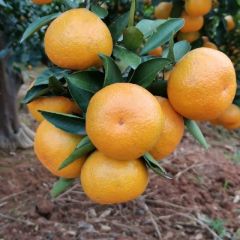 宜昌蜜橘入口即化汁多肉嫩