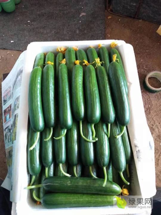 2019年山东潍坊荷兰小黄瓜价格