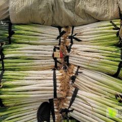 大葱质量真好，有需要的联系