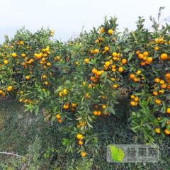 广西南丰蜜桔3.5果好