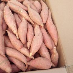 大量供应烟薯25各种规格，