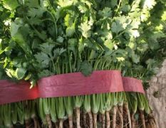 河北永年蔬菜市场有大量精品蔬菜 品种齐全 质量达到精品 需要