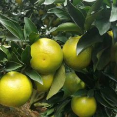 广西崇左江州区左州镇