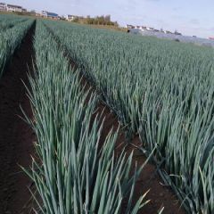 各种毛葱净葱脱水葱