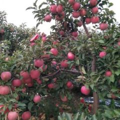 自家果园，优质好果，就等您来