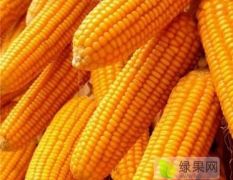 山东东平玉米开始预售了，量大质优！