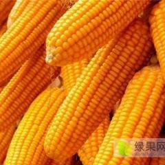 山东东平玉米开始预售了，量大质优！