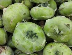 济南市莱城区，苤蓝大量上市