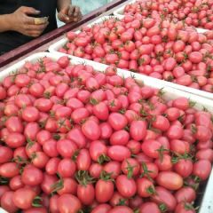 圣女果千禧马颊河大市场