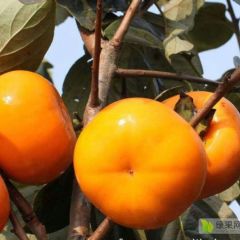 【大量批发/一件代发】陕西阳丰甜柿 日本脆柿
