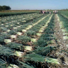 个人种植保质保量长白葱