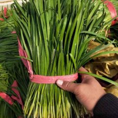 乐亭韭菜大量上市,质量好价格便宜