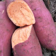 西瓜红红薯大量上市，基地直供价格美丽，欢迎洽谈