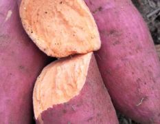 西瓜红红薯大量上市，基地直供价格美丽，欢迎洽谈