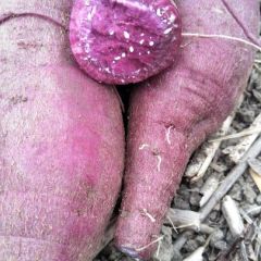 新鲜紫薯大量上市，基地直供，价格美丽，欢迎洽谈