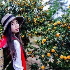 早熟蜜橘鲜果，产地直销