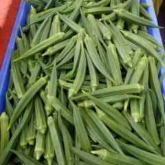 现摘现发的有机蔬菜黄秋葵