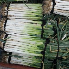 优质大葱，抓紧订购