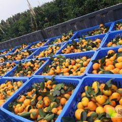 广西南宁武鸣金秋沙糖桔上市了，实体加工厂提供代办，加工服