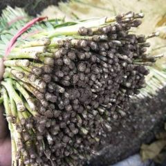 河北乐亭韭菜大量上市,各种规格齐全