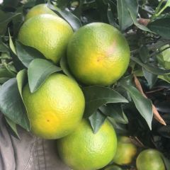 崇左左州红江橙火速上市，沙糖桔皇帝柑打蜡一站式服