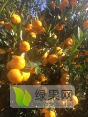 桂林大量供应南丰蜜桔代收
