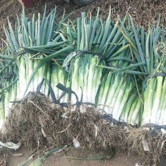 金秋正宏阳生态农业合作社大葱大量供应