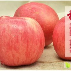 我叫山西运城苹果，这是我的最新简历！