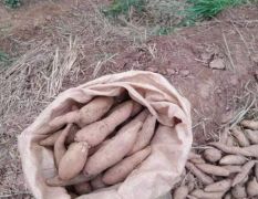 眉山红薯（黄皮红心）3两～1斤，产地直供，价格便宜