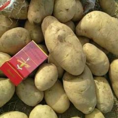 大量夏菠蒂出货