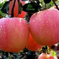 山西陕西山东苹果产地的苹果有什么不同