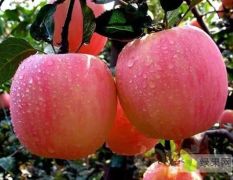 山西陕西山东苹果产地的苹果有什么不同