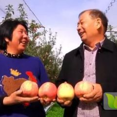 这就是我们山西运城苹果，大家都夸好